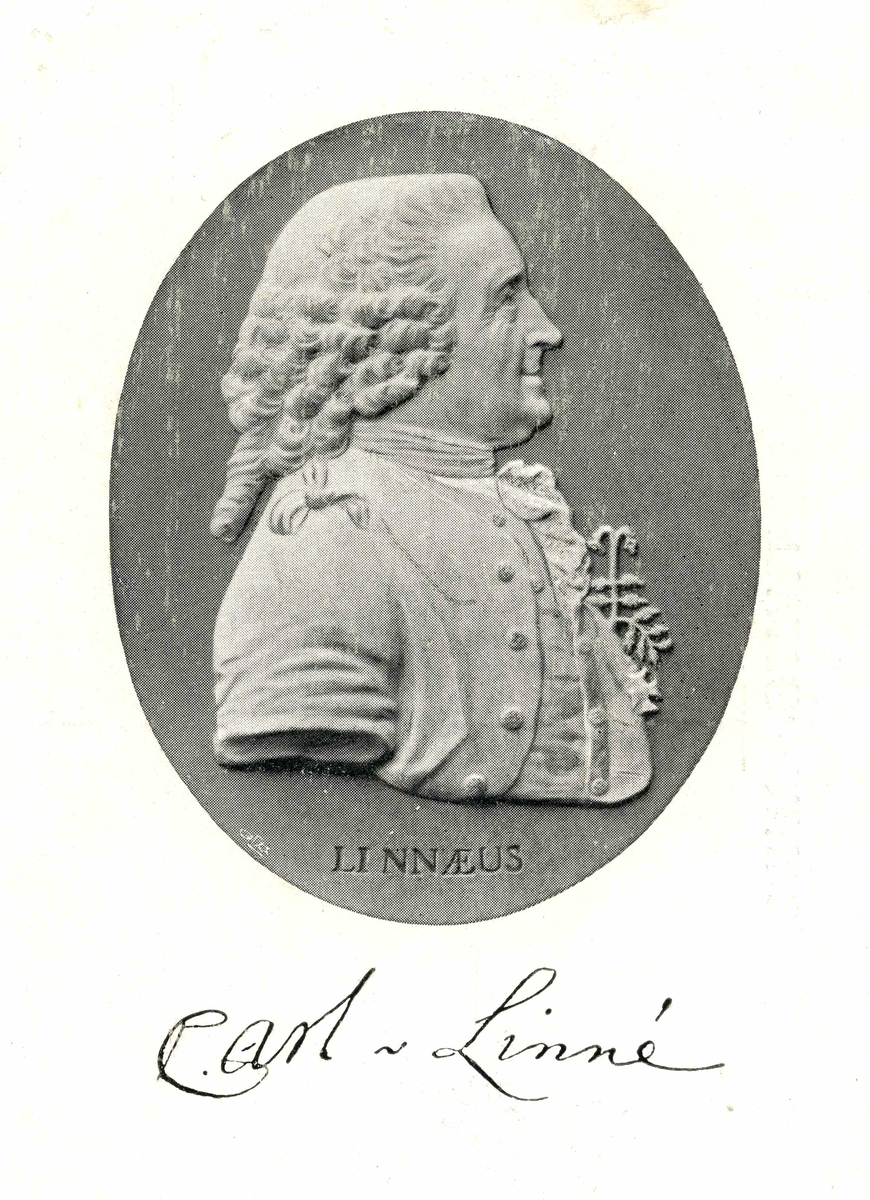 Vykort med relief föreställande Carl von Linné.