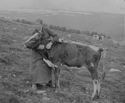 budeie, setertaus, kvinnearbeid, ku, tamdyr, beite