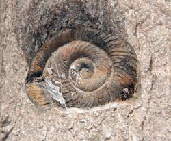 På stranda mellom Kvalstua og Hovinsholmen er det store muli