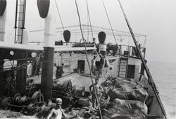 Mannskap og vannbøfler ombord i D/S 'Hermod' (b.1925) på rei