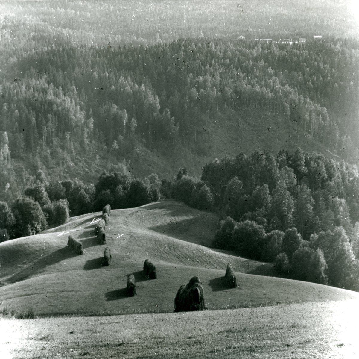 Höhässjor på åkersläntar vid Indalsälvens dalgång sommaren 1957.