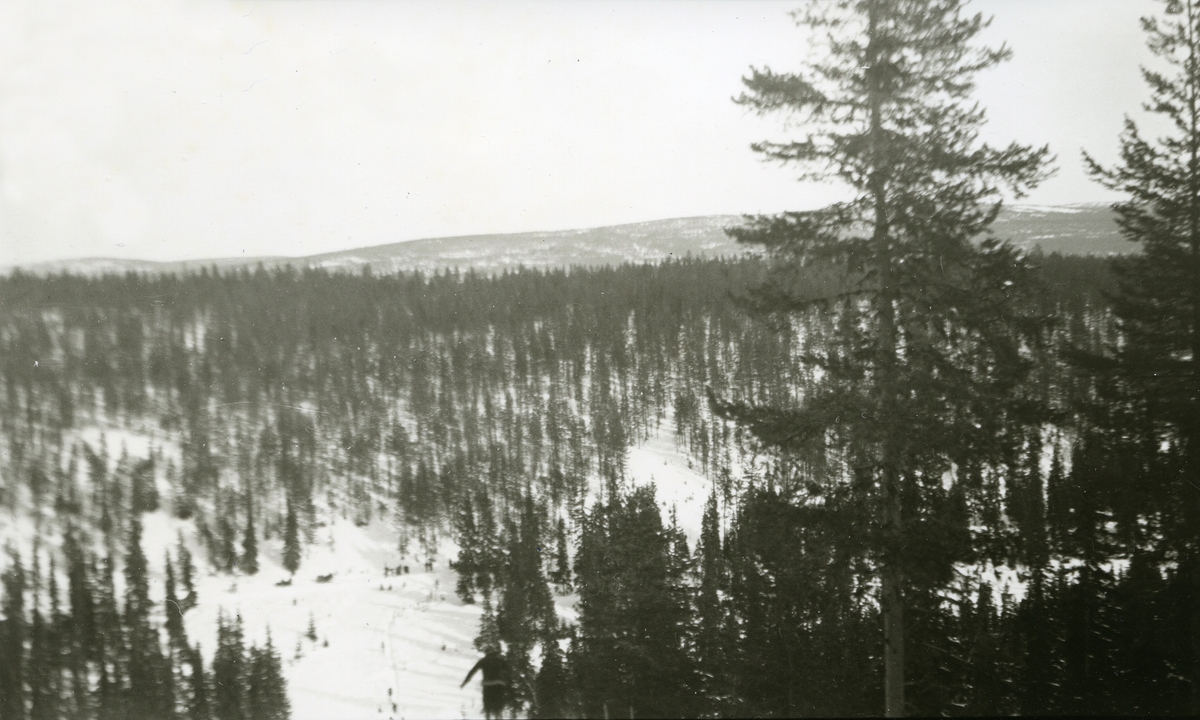 Skog ved Galåsen, fjell i det fjerne. - Anno Trysil Engerdal museum ...