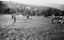 Personer, kyr, naturforhold.