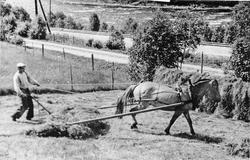 Høyonn, hest, person, hesje, gjerde, jernbanespor, Ingvar Sæ