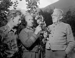 Norsk landbruks jubileumsutstilling 1959. Fruktdyrking og in