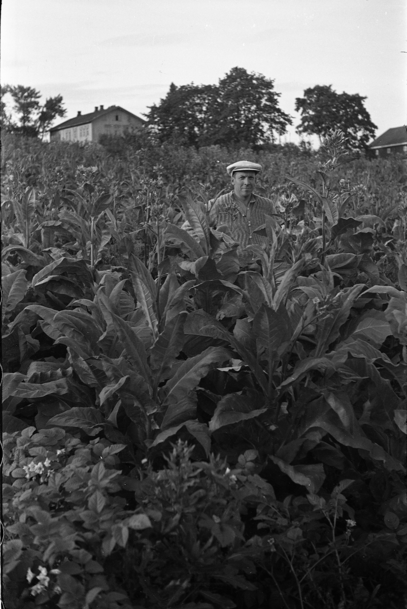 Tobakksdyrking på gården Kraby østre i Østre Toten, juli/august 1944. Personen er Kåre Nøkleby. Fire bilder.