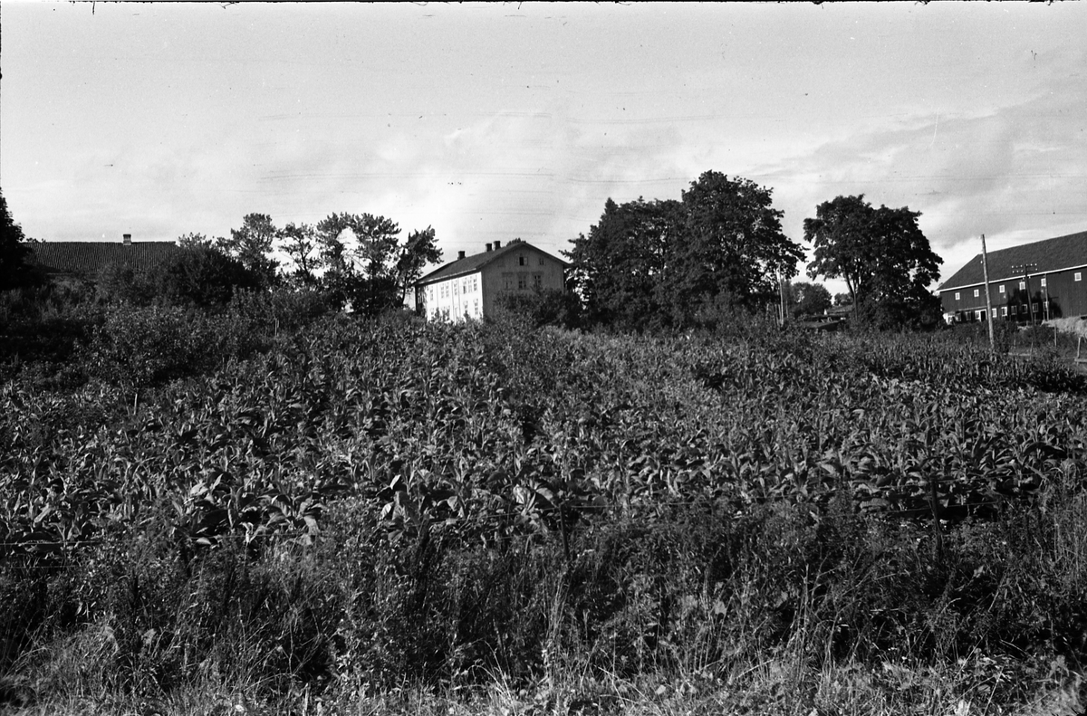 Åker av tobakksplanter på gården Kraby Østre, Ø.Toten, august 1944.