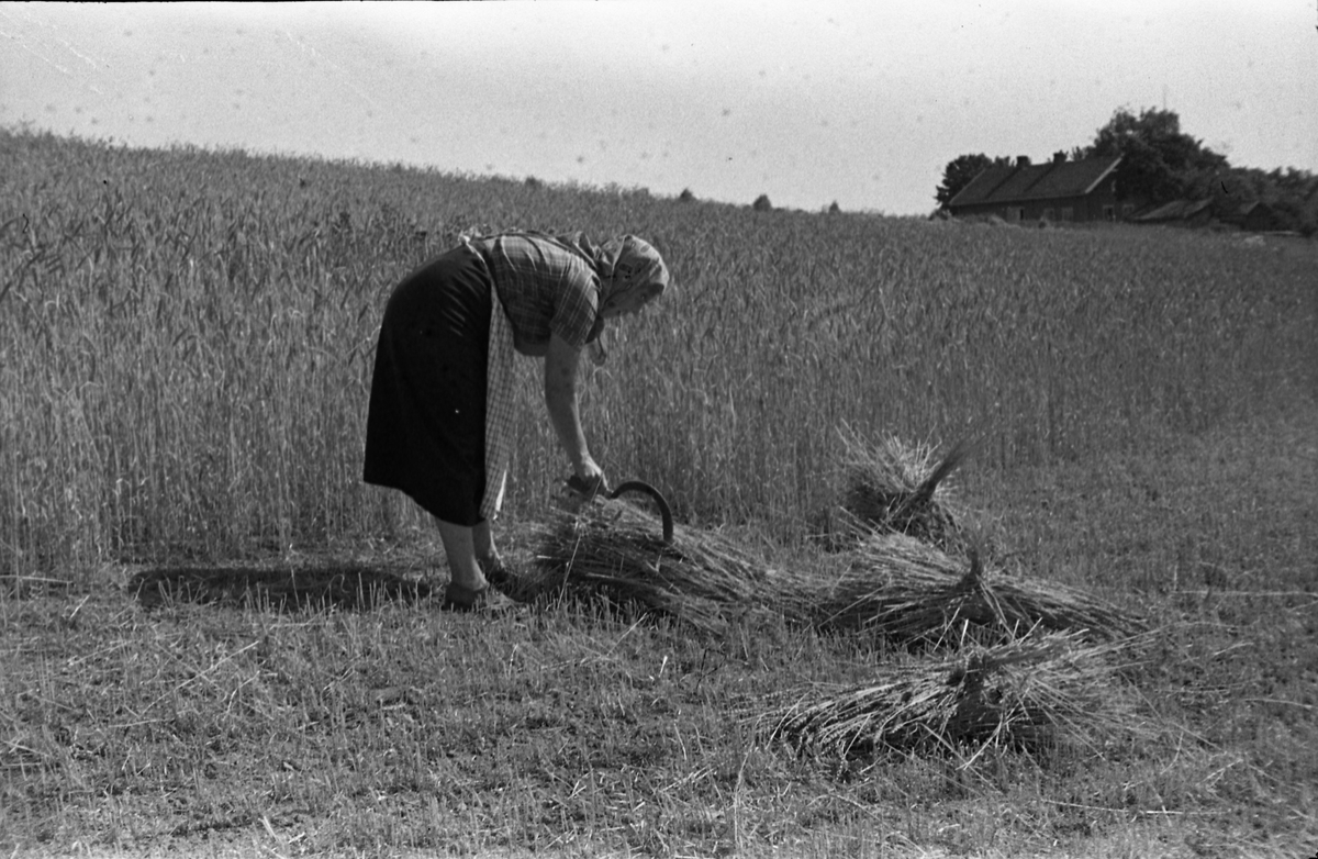 Skuronn på gammelt vis. Kvinne skjærer korn med sigd, og binder kornband. Fire bilder.