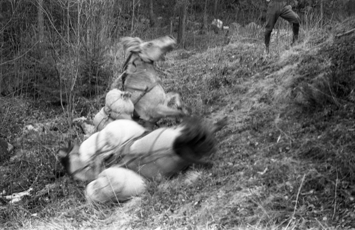 Hærens Hesteskole øver med kløv i Billeruddalen i Østlia på Kapp, april 1949. Her har det gått galt, og hester er blitt til dels hardt skadet. Serie på 4 bilder.