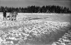Snørekjøring på ski med hest ved Hærens Hesteskole på Starum