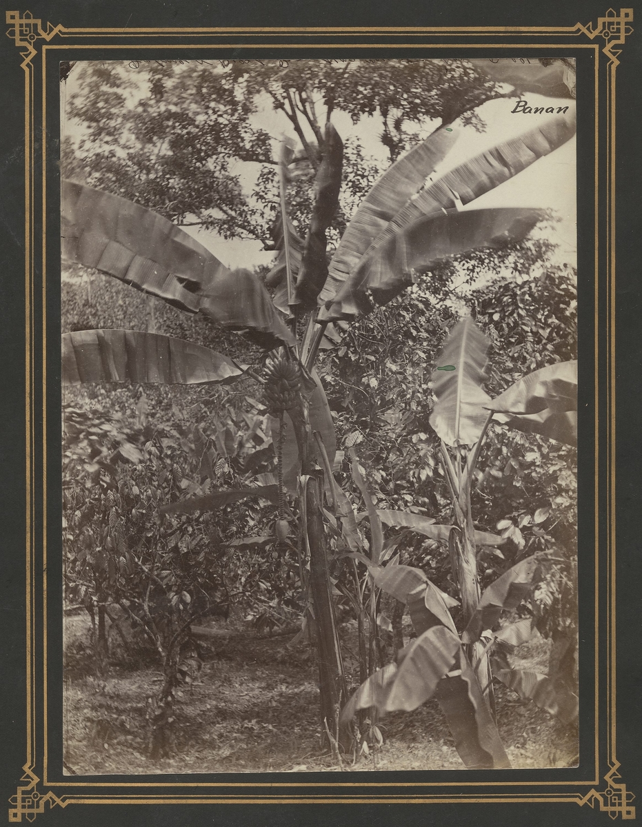 Bananer og coco-træ [Fotografi]