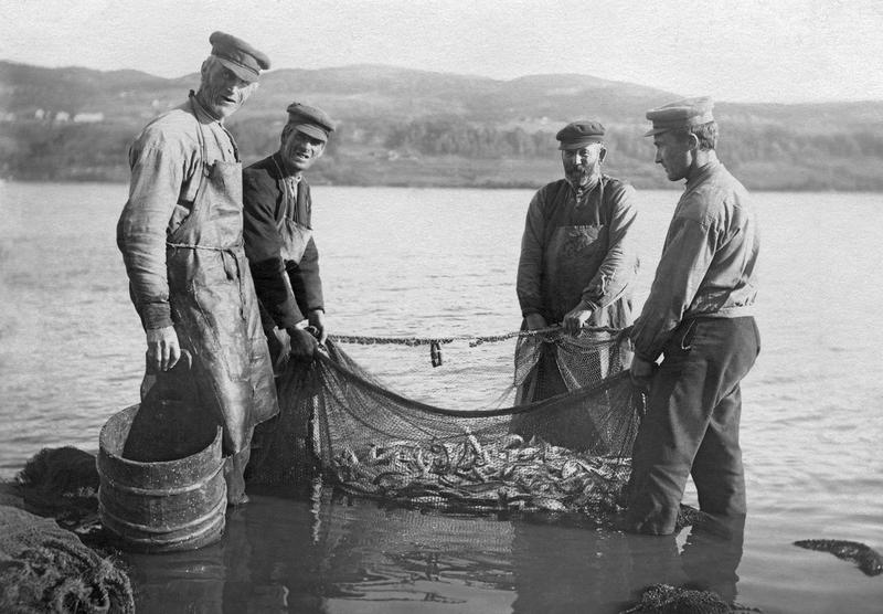 Lågåsildfiske ved Vingrom. Fire menn står i Mjøsa med ei not full av Lågåsild
