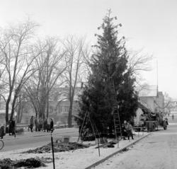 Torggata, triangelparken, juletre, pynting av julegran, bran