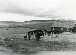 Hestefølge på Lenningen, Valdres.