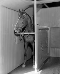 Ny hestevogn litra Gh4 nr. 1250, ombygget fra en tysk verkst