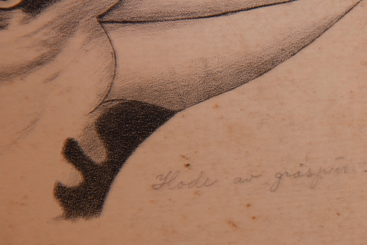 Store og små detaljer av forskjellige fuglearter.