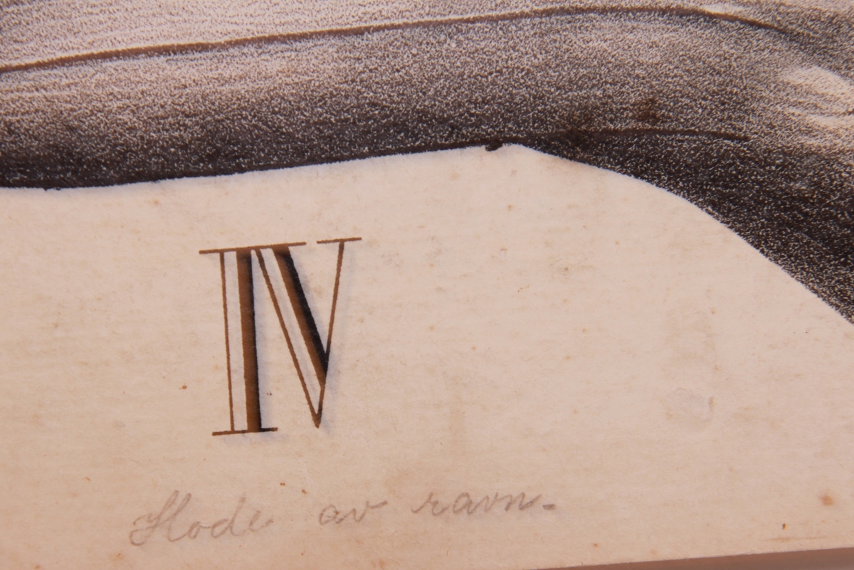 Store og små detaljer av forskjellige fuglearter.