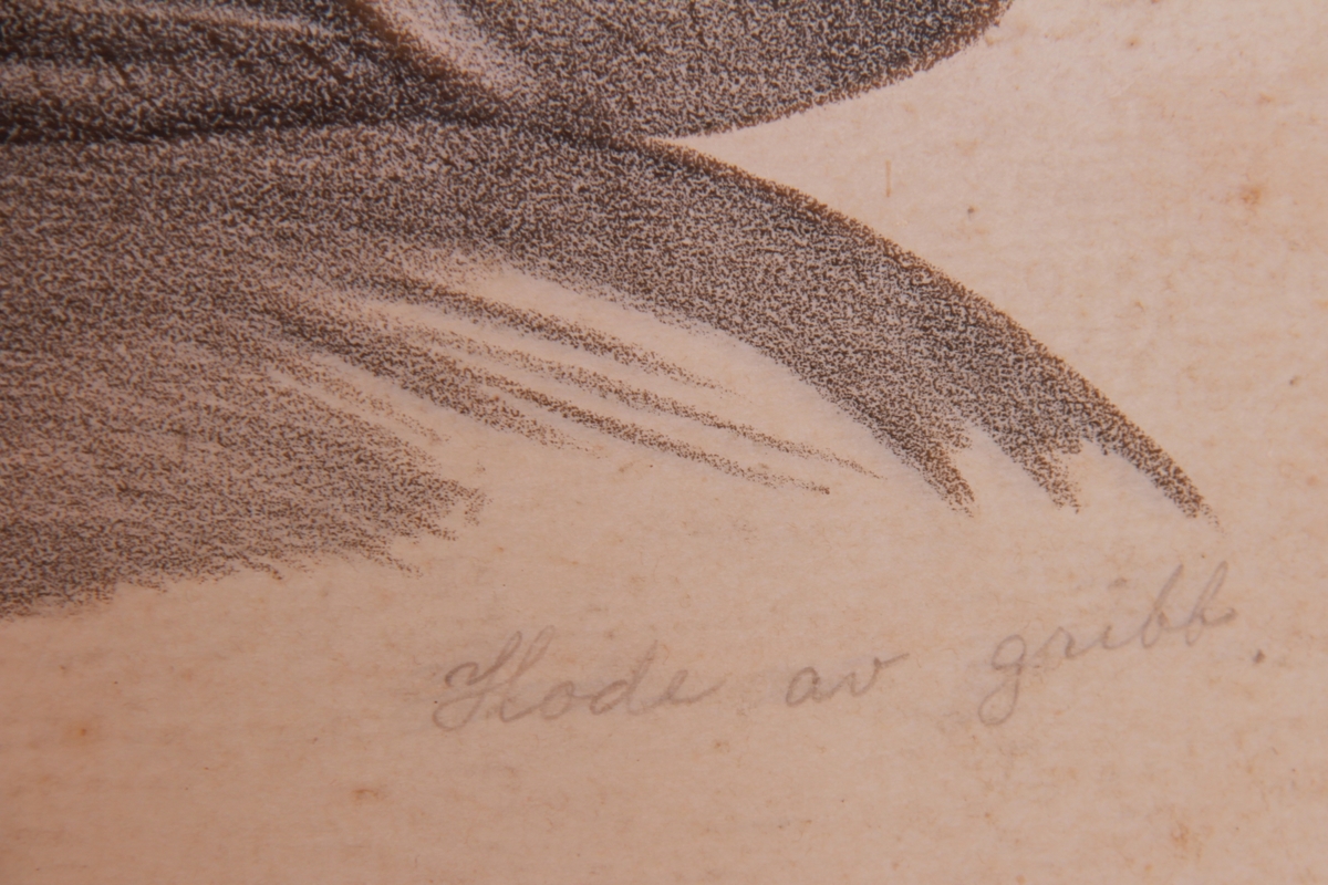 Store og små detaljer av fugler og ørn