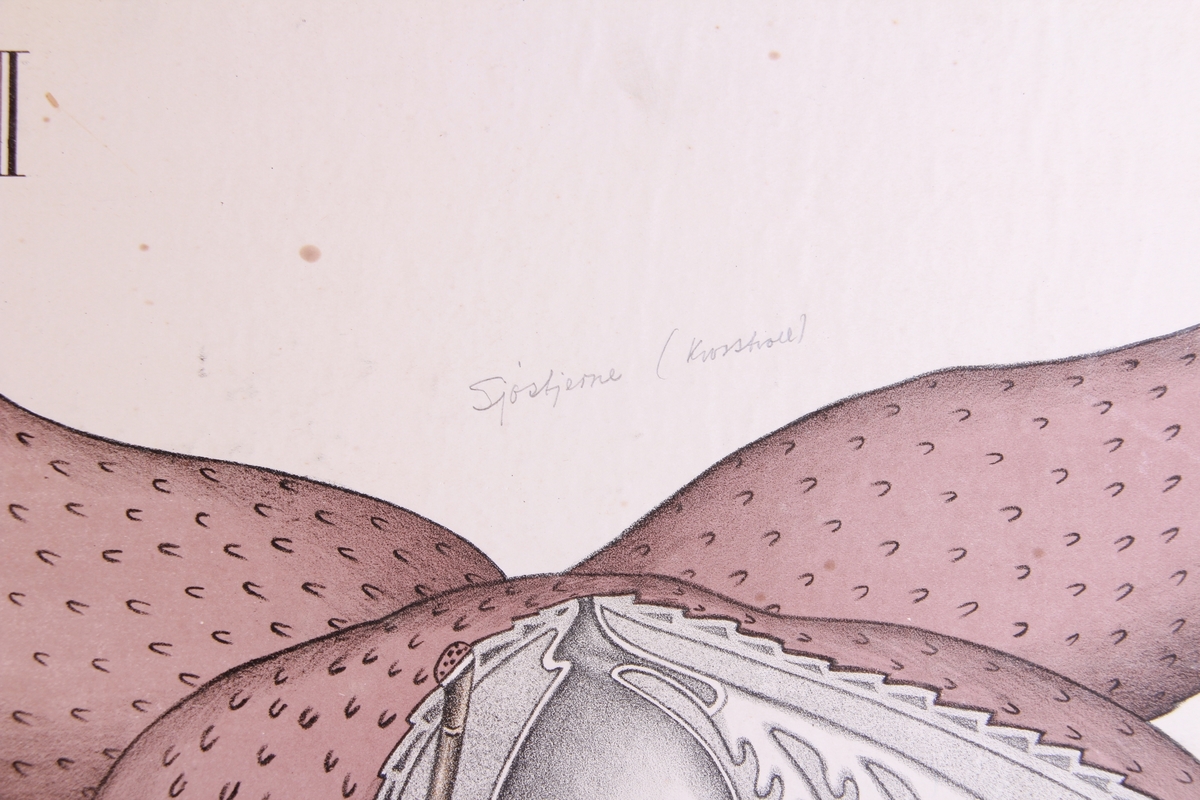 Detaljer av sjøstjerner.