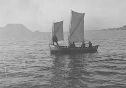 Sumskrull på Valderhaugfjorden, Ålesund.