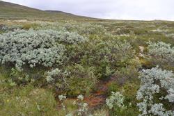 Spor etter malmleting