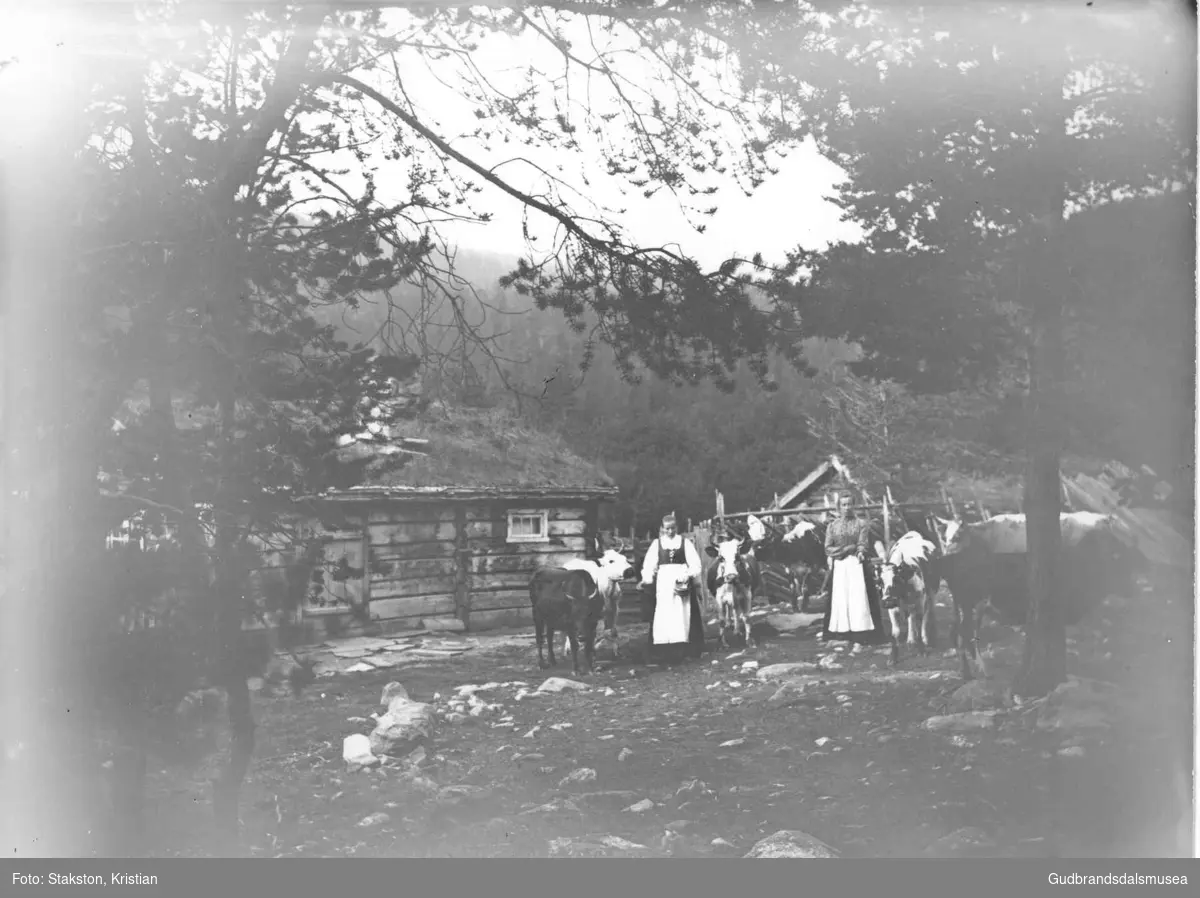 Setra til Byre i Kleppdalen. Systrene Marit Byre (f. 1885) og Eldri Byre (1871-1907 med buskapen