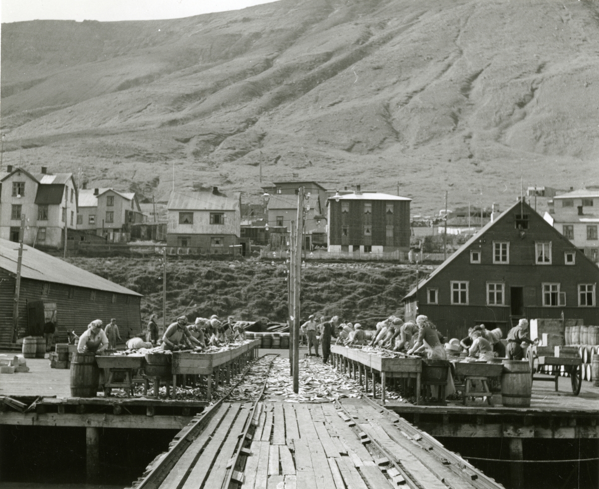 Sillsaltning och fiskrensning i isländsk hamn, 1948.