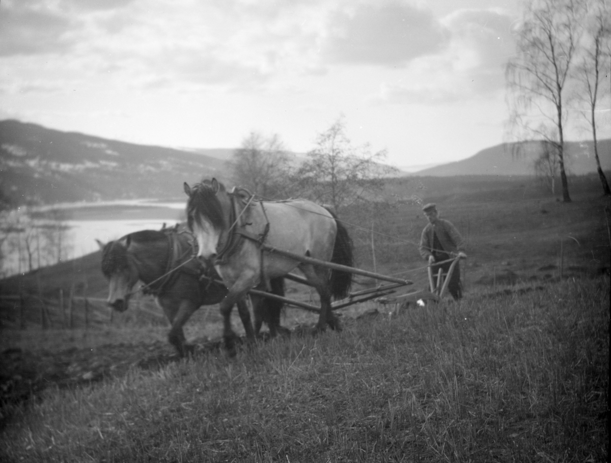 Pløying med to hester, antakelig på Skoug gård