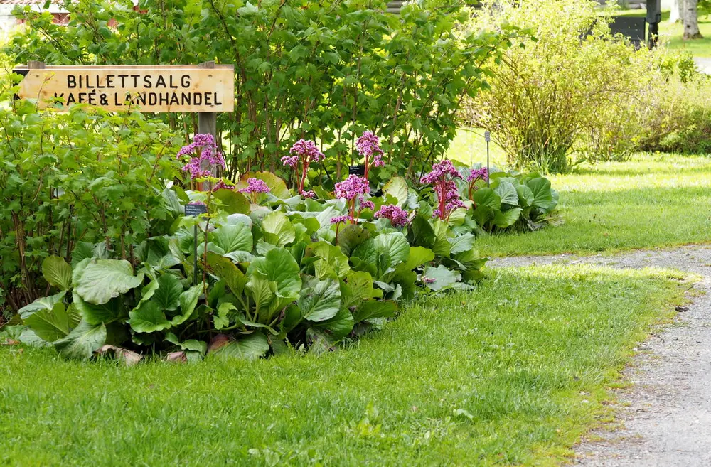 Bildet viser en grønn plante med rosa blomster på. Planten dekker halvveis et skilt det står billettsalg, kafe og landhandel på.