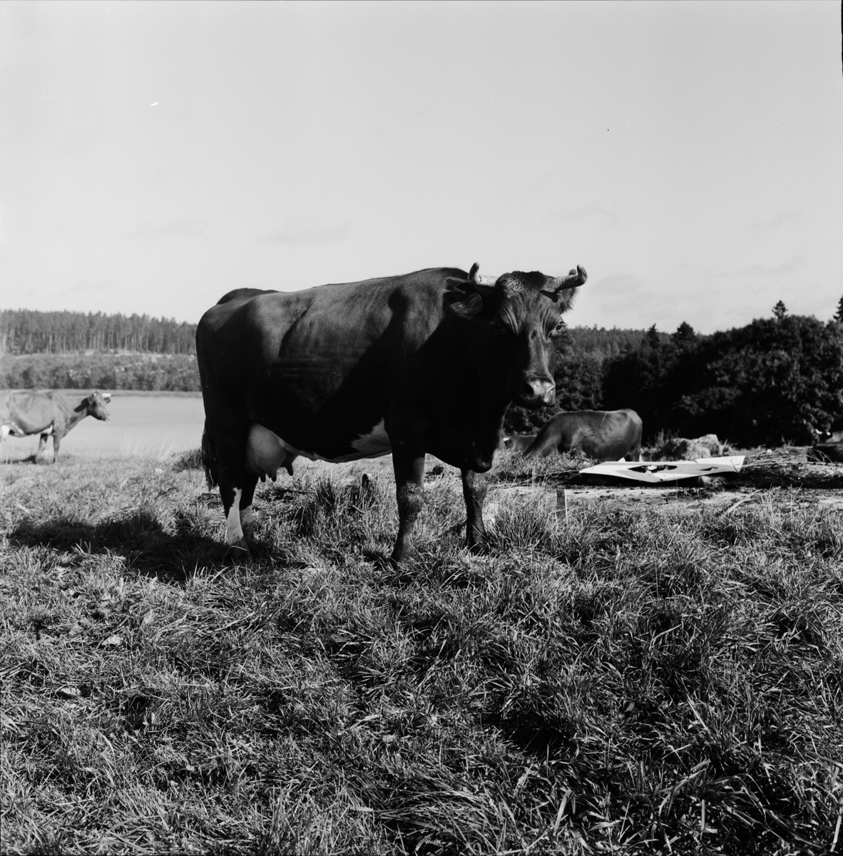 Hushållningssällskapet - Aske gård, Håtuna socken, Uppsala 1962