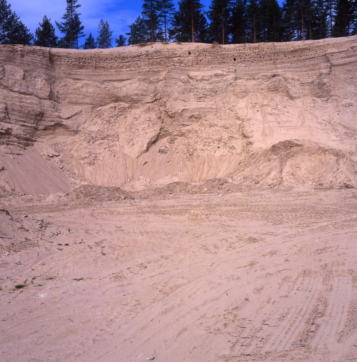 Backsvalekoloni i Per-Jörgens gruva med cirka 280 bohål 2 juni 1997.