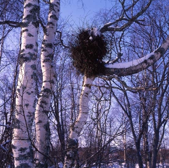Björkar i vårljus och snö, 1 mars 1993.