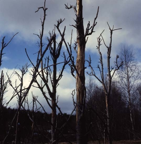 Älgätna aspbreskor. Silhuetter av torrakar av asp mot himlen, 1982.