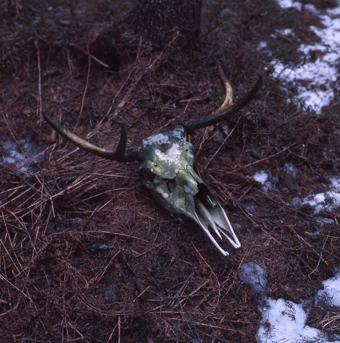 Grönärgat älgkranie med hornen kvar, april 1976.
