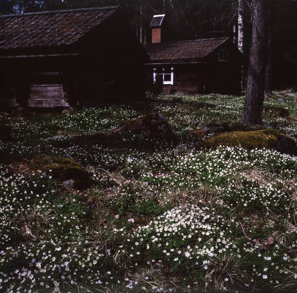 Vitsippor i Västerby hembygdsby maj 1992.