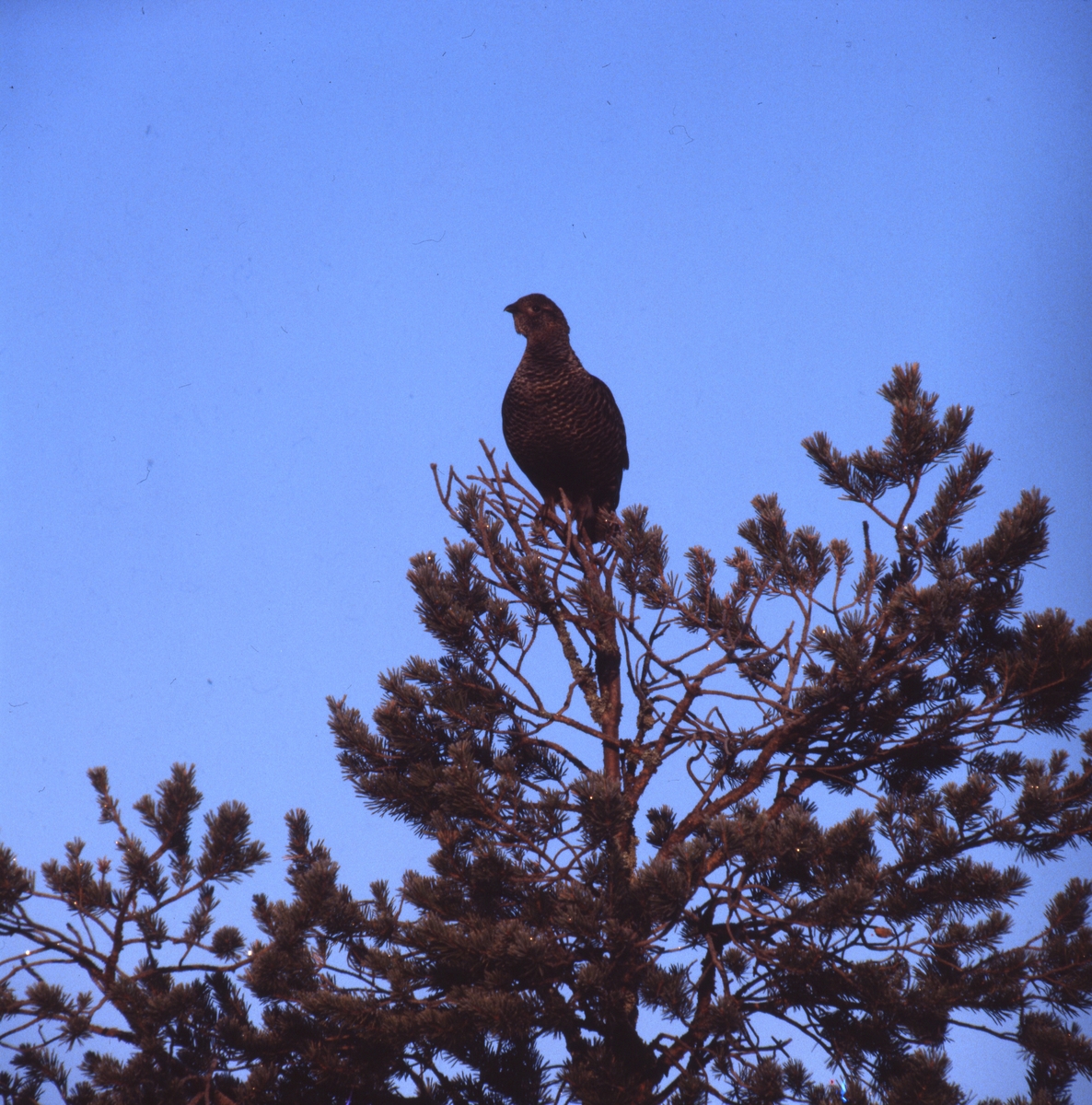 Orrhöna i talltopp mot blå himmel, april 1981.