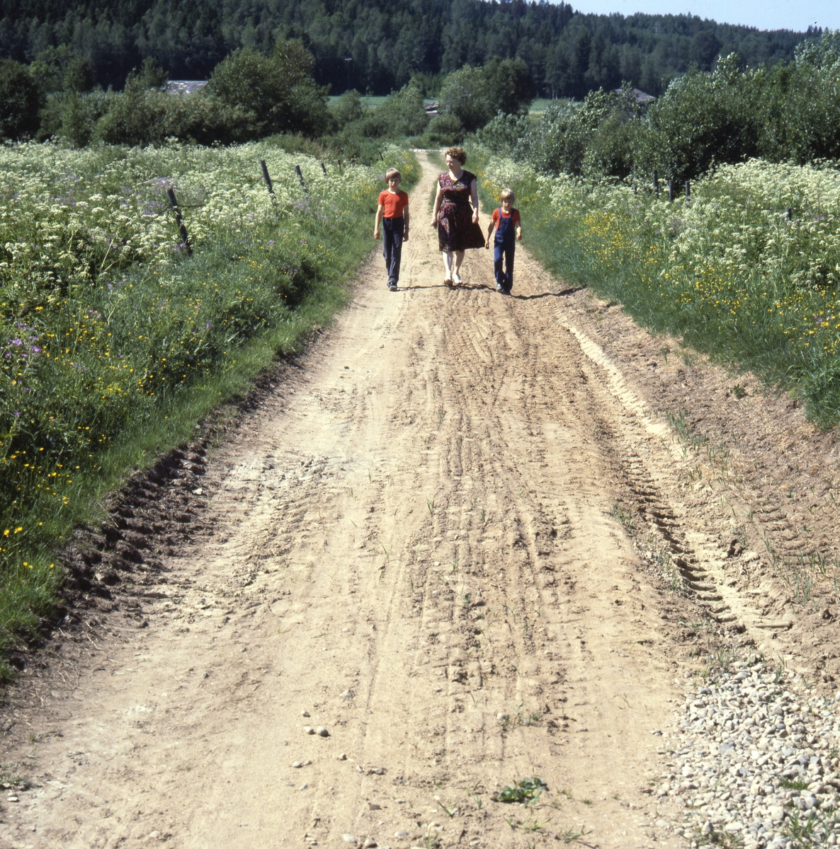Efter vägen.... Adéle och Elfströms pojkarna kommer gående på en jordig väg kantad av sommarblommor, 1979.