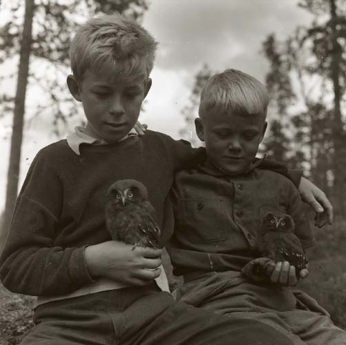 Två pojkar håller varsin pärluggleunge, Skogberget 29 juni 1955.
