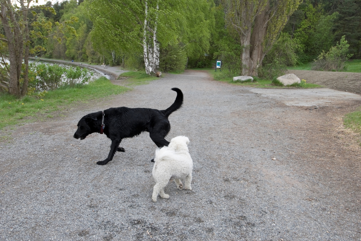 Hunden Chico på tur treffer på en annen hund.