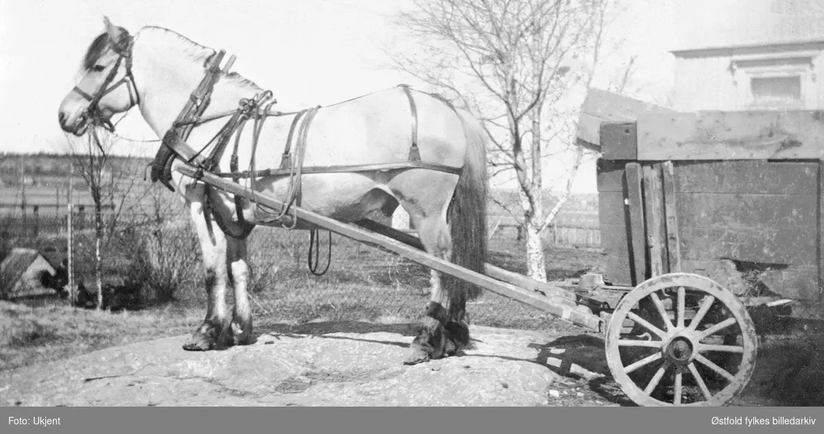 Hest med vedvogn i Rolvsøy. Brødrene Hans og Ludvik Huser kjørte ved for arbeiderne på Hauge Bruk. Veden fikk arbeiderne gratis. Kjørekarene plukket veden (knubb, kapp) opp i vognene, kjørte og lesset av. I 1930-åra fikk de fra kr. 3,00 til 3,50 pr. lass. De kunne kjøre 3-4 lass pr.dag. Saksegårdsfjellet i 1938.