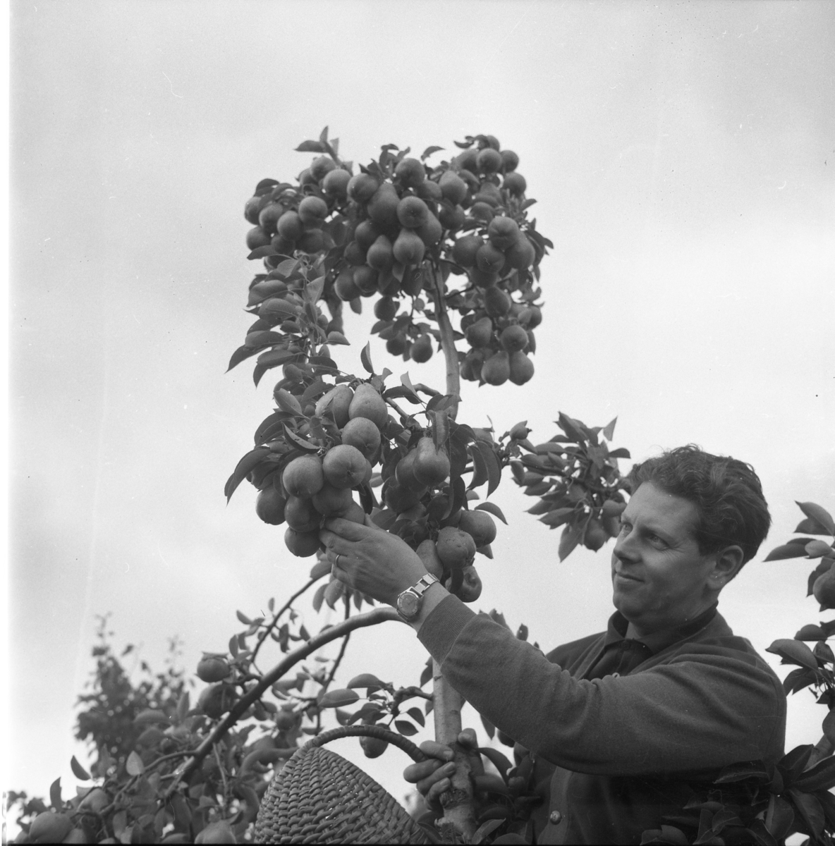 Dolphus Hermansson plockar päron.