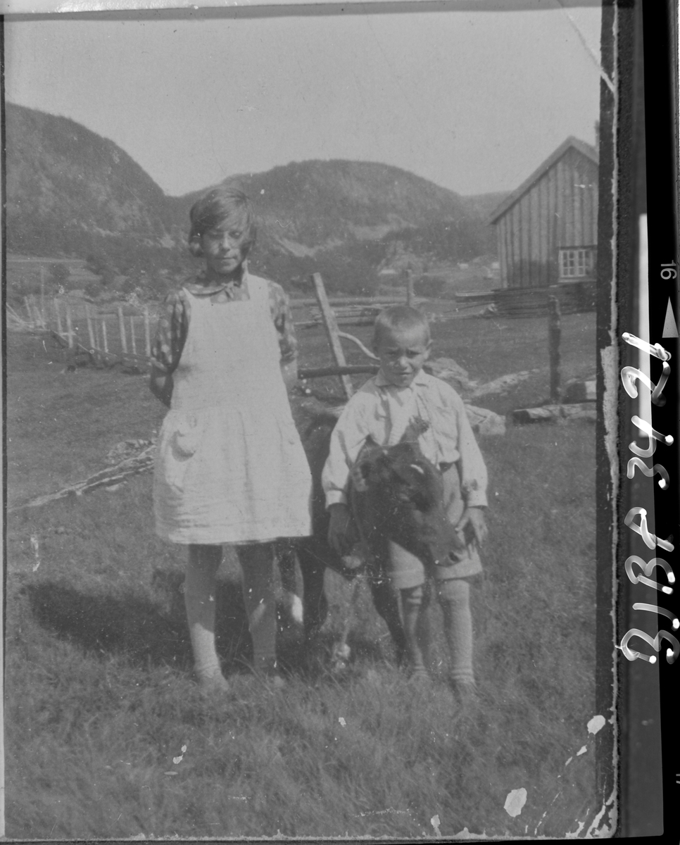 Jente og gutt med en kalv på setra, Holvatnet, Stjørna.