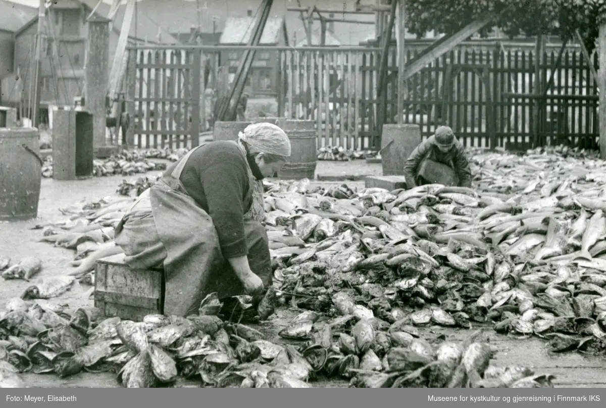 Honningsvåg. Kapping og træing av fiskehoder. Kvinnen til venstre er antagelig Lise Storhaug. 1940.