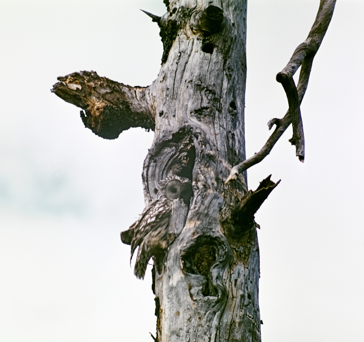 Slagugle (Strix uralensis), fotografert i noe som antakelig må ha vært et reirhull i en tørr trestamme.  Slagugla har gulbrun fjærdrakt med mørkebrune langstrakte flekker eller spetter.  Denne arten hekker i Nord- og Øst-Europa, samt i store deler av Asia.  Den finnes i Finland og Nord-Sverige, men er forholdsvis sjelden i Norge.  Da dette fotografiet ble tatt i Stavåsen i Elverum (Hedmark) i 1967 må det ha vært en sjelden observasjon.  Slagugler kan bli om lag 60 centimeter lange og få et vingespenn på om lag 130 centimeter.