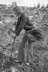 «Planting pluggplanter. Eidsvoll p.g.skog, Hurdal, juni 1977