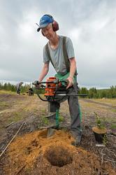 Plantearbeid i skogfrøplantasjen i Julussdalen i Elverum høs