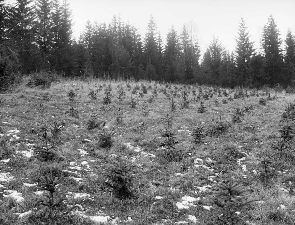Plantefelt på dyrket mark på et foreløpig uidentifisert sted i Norge i 1913.  Fotografiet er tatt på en grasbevokst voll der det tidligere hadde vært høstet stråfor som dyrefôr.  Da dette fotografiet ble tatt var det imidlertid plantet gran på rekker på dette arealet.  Plantingene hadde nådd om lag en halvmeters høyde.  På bakkekammen i bakgrunnen skimter vi noe eldre granskog, noe som tyder på at man her hadde prioriotert å plante et treslag som åpenbart trivdes godt i dette området.