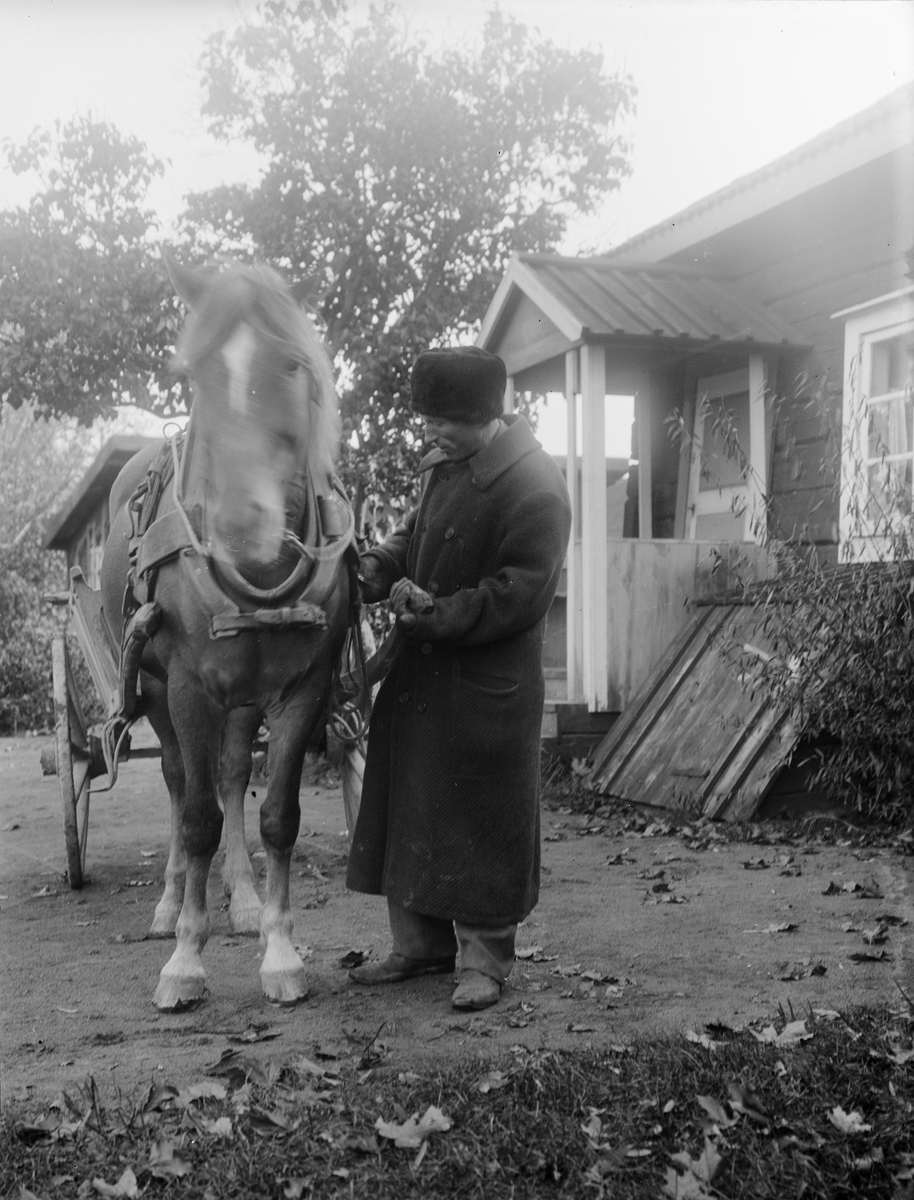 John Alinder spänner häst för vagn, Sävasta, Altuna socken, Uppland