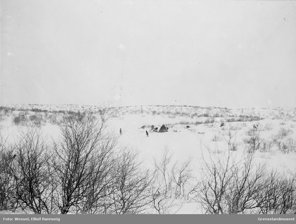 Reingjeterleir ovenfor Langfjorden i Sandnesdalen, Sør-Varanger vinteren 1897.