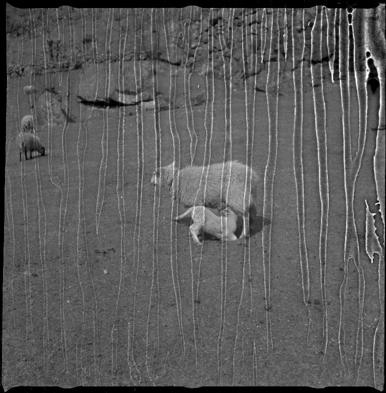 Jon Madland og Lindtner tar pause ved noen kyr og i noen fjellsider. Det er også bilder av landskapet langs Tysdalsvatnet.